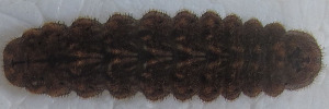 Final Larvae Top of Satin Azure - Ogyris amaryllis meridionalis